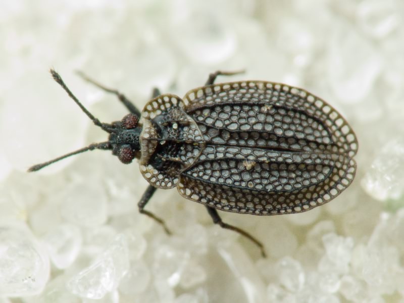 Acalypta marginata (Wolff, 1804)